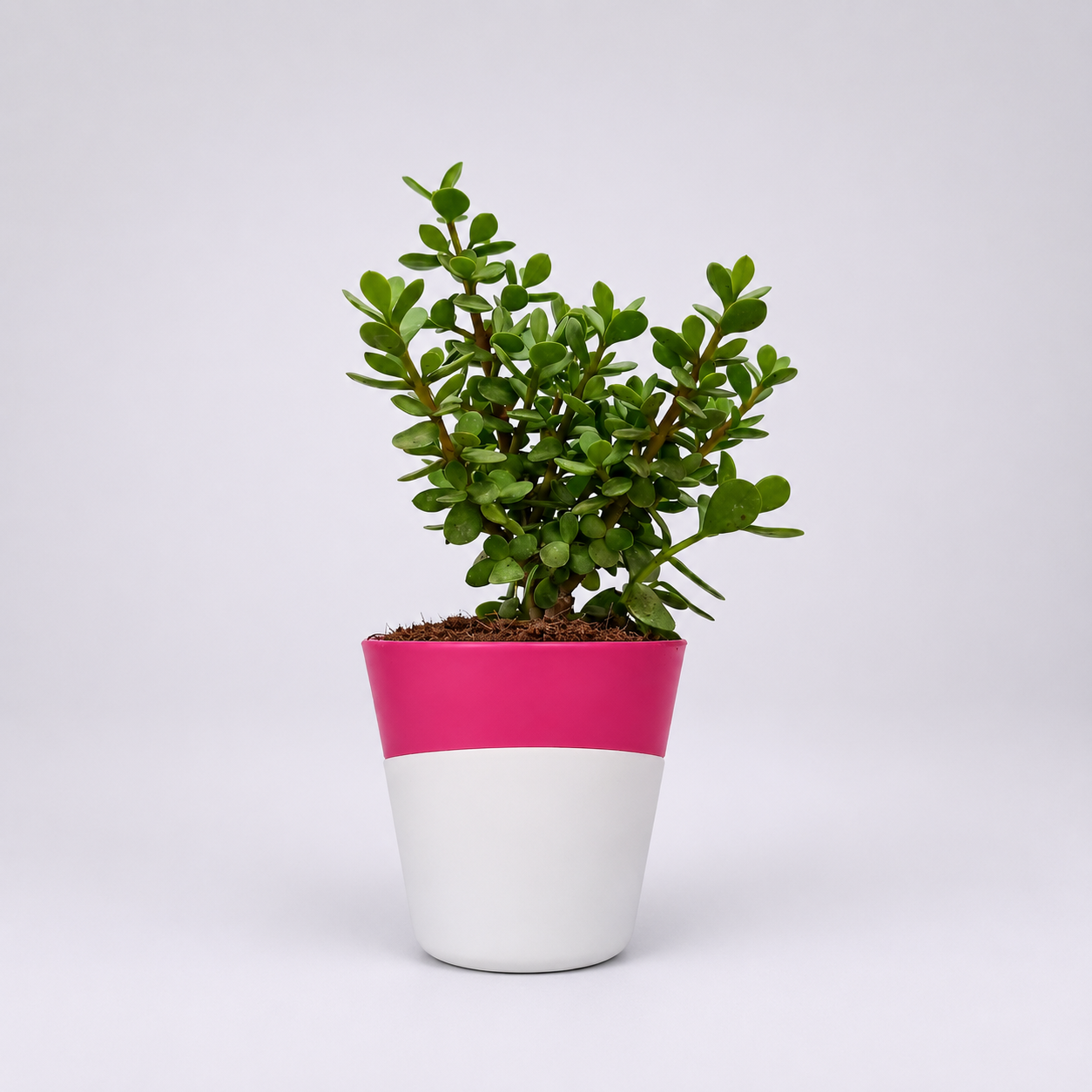 JADE PLANT