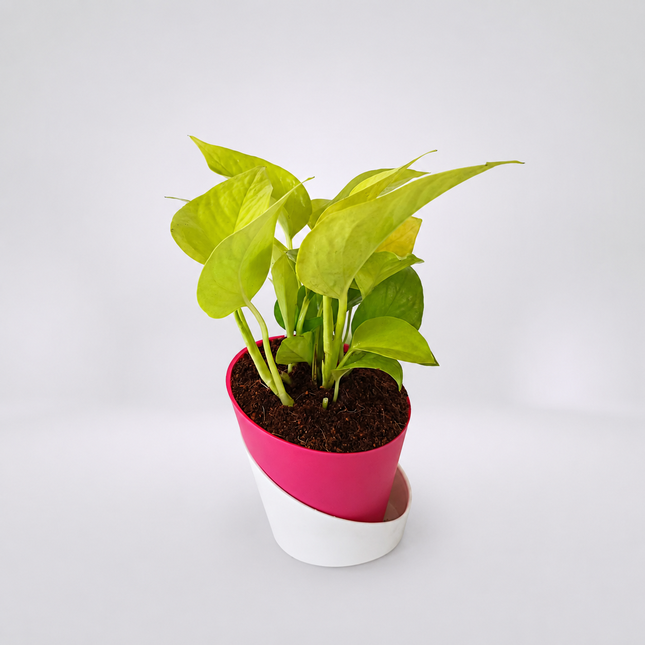NEON POTHOS PLANT