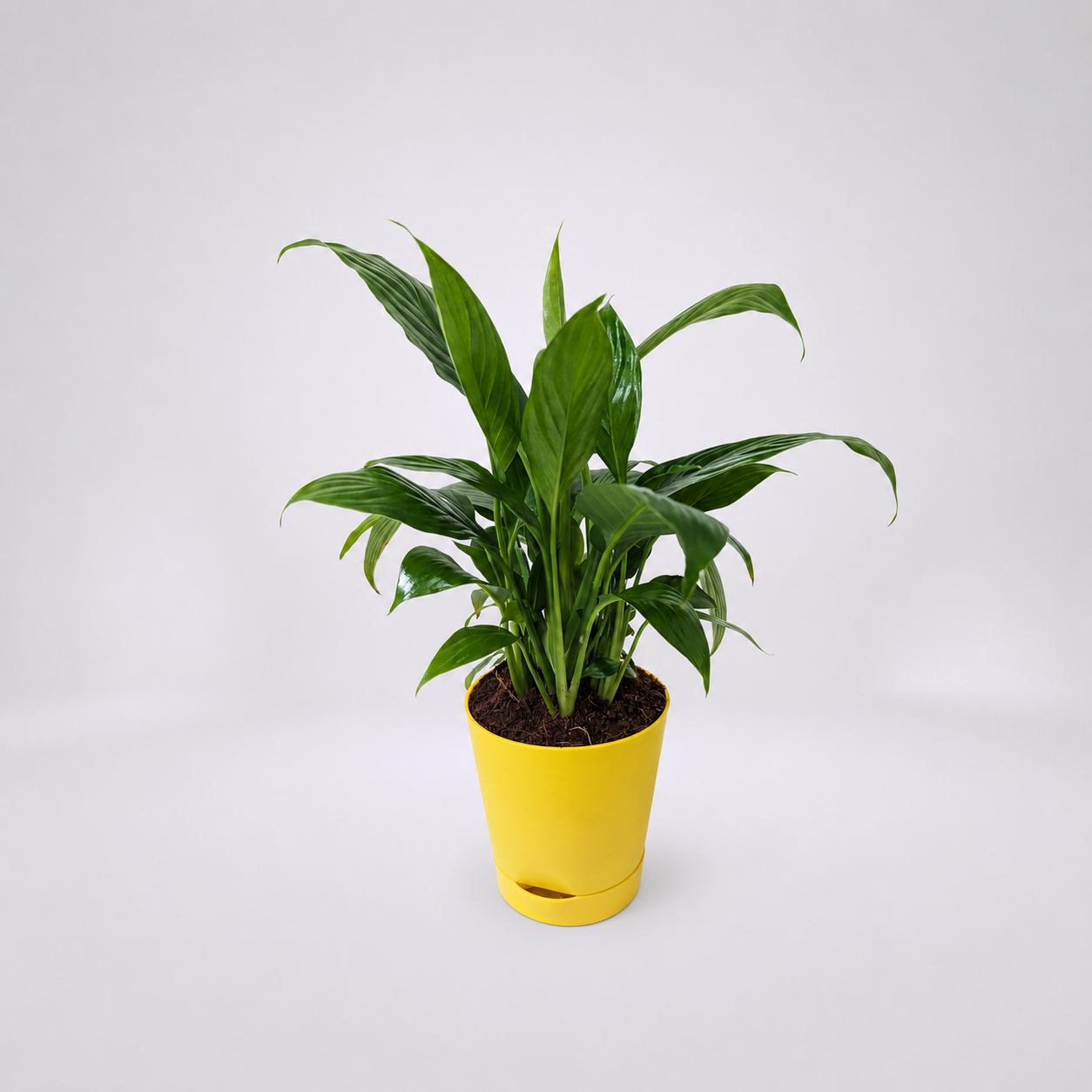 PEACE LILY PLANT