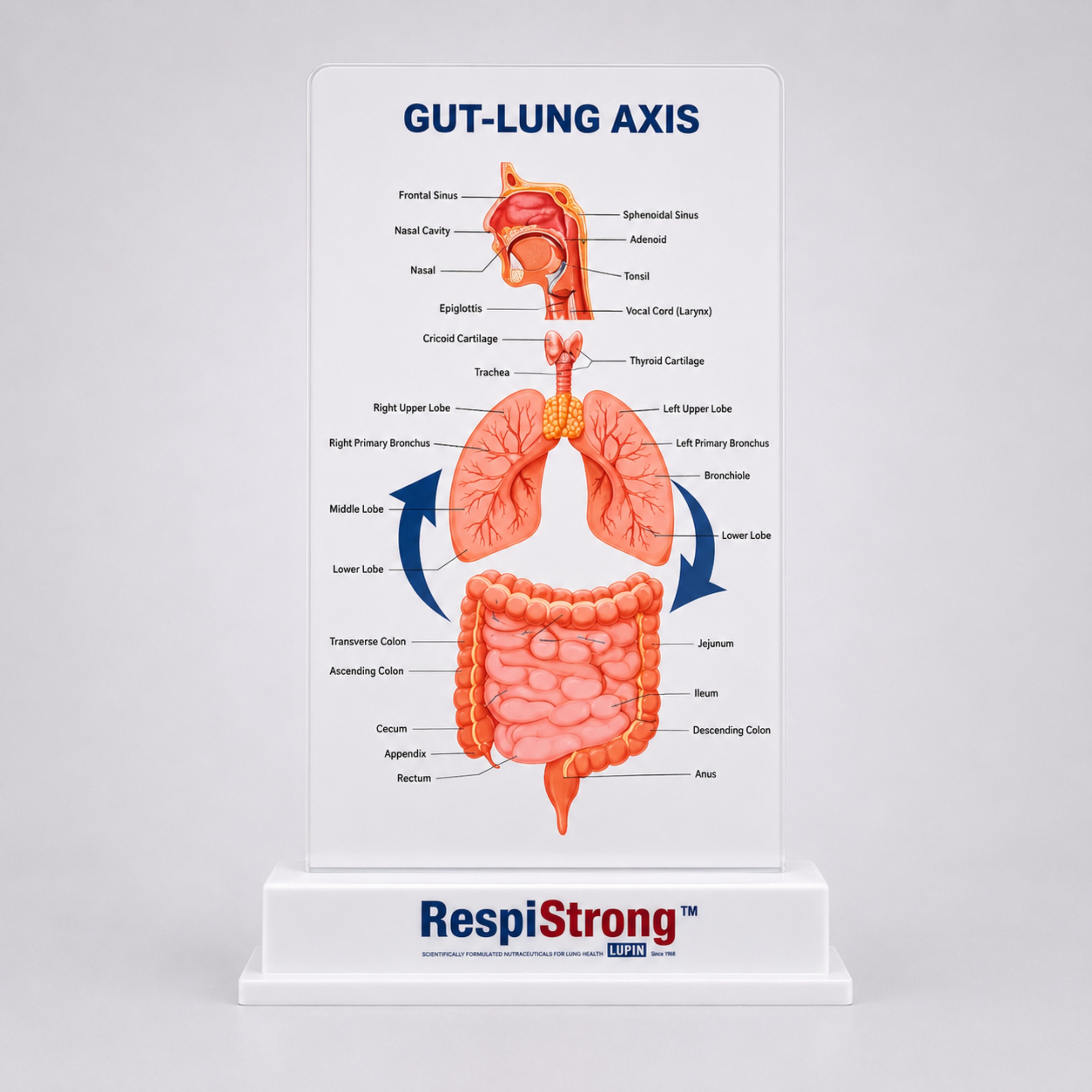 GUT-LUNG AXIS ANATOMICAL