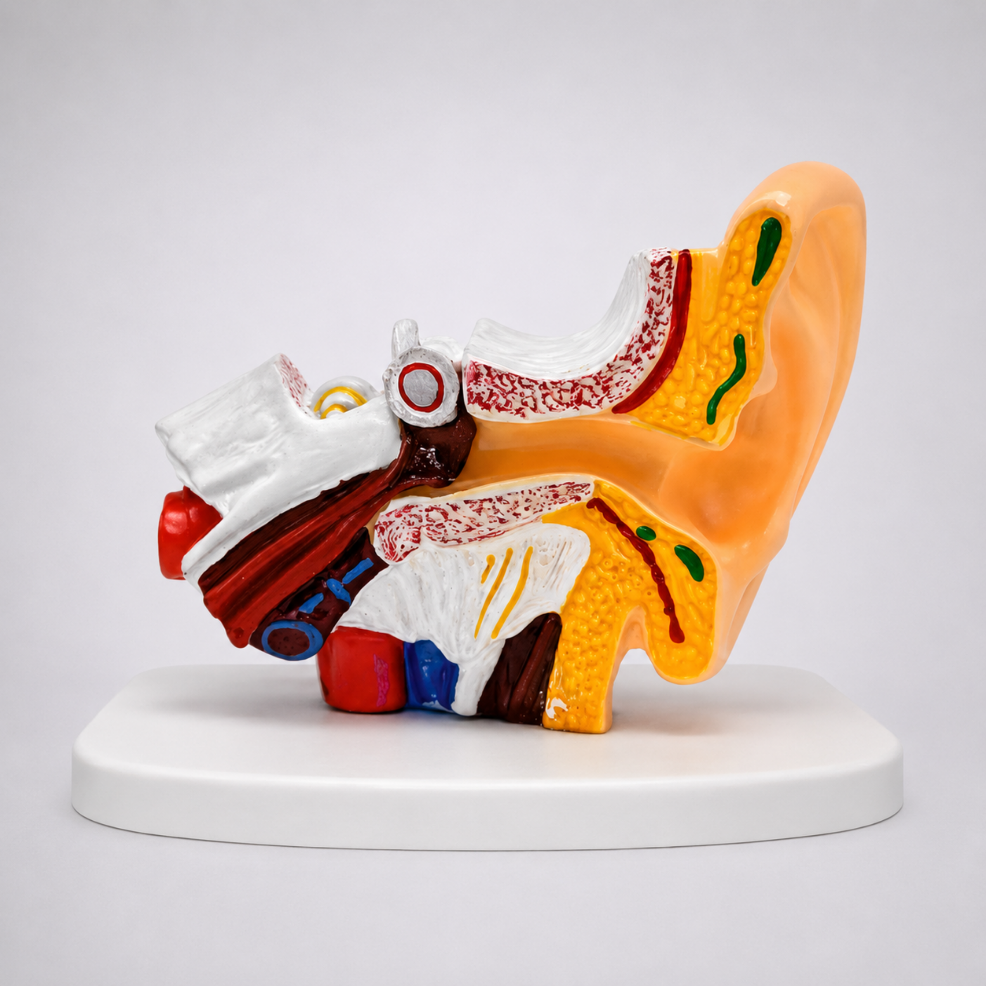 ENT ANATOMICAL MODEL